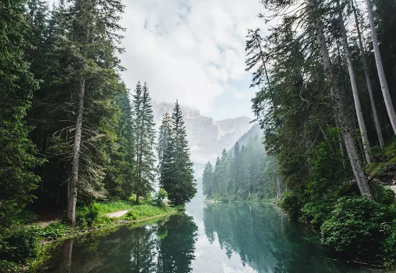 Forest and a river