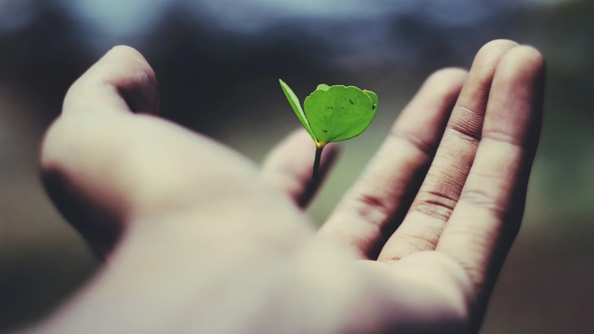 Plant Growing On a Hand